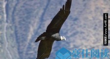 世界上最大的猛禽 安第斯神鹫展开翅膀长度能达到3.2米