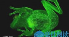 世界上第一种荧光蛙 南美圆点树蛙折射光线发出荧光