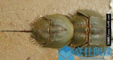 世界最古的甲壳动物 中国鲎生活的历史已有4亿多年