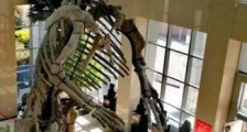 世界最大的鸭嘴龙化石 诸城发现鸭嘴龙化石从脚趾到头顶高8米