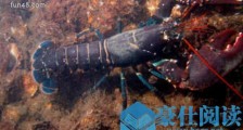 世界最大的虾 锦绣龙虾大的长达半米以上