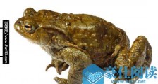 世界适应性最强的两栖动物 蟾蜍可以生活在海拔8000米的高山