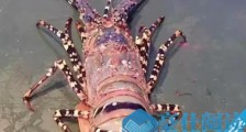 世界上最大的虾 曾有人捕获长度接近1.4米的超大龙虾