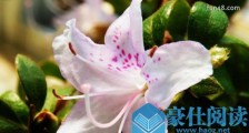 世界最大的杜鹃花树 腾冲杜鹃花树高5