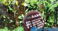 世界上最毒的树木,箭毒木能够见血封喉!