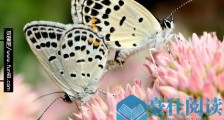 中国最小的蝴蝶 西双版纳小灰蝶仅有13毫米