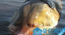 中国最大的淡水鱼 黑龙江最大鳇鱼500公斤