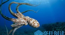 世界上最大的章鱼，北太平洋巨型章鱼重达272公斤！