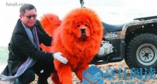 世界上最贵的狗 纯红藏獒身价高达1580多万