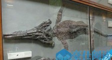 中国最大的鱼龙化石 西藏采集到10米长鱼龙化石