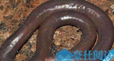 世界上最长的蚯蚓 可达2米的巨型蚯蚓比蛇还要大