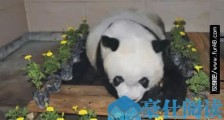 世界上最高寿熊猫 37岁的巴斯相当于人的百岁以上