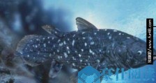 世界上最古老的鱼 腔棘鱼在地球上活了4亿年