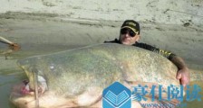 世界上最大的淡水鱼种 湄公河巨魾3米 吞人无压力