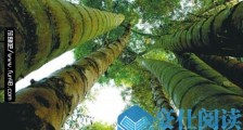 世界最大的竹子 巨龙竹秆高达30多米