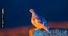 世界上羽色最多变的鸟 雷鸟的羽毛颜色对应季节而改变