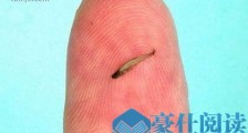 世界上最小的鱼 胖婴鱼体长7毫米 没有一个手指头宽