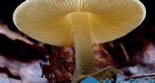 世界上最毒的蘑菇，吃到致命白毒伞会迅速死亡！