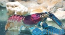 世界上最美的龙虾 粉红珊瑚螯虾身体五彩斑斓 壳上绘着银河星云