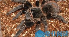 世界上最大的蜘蛛 食鸟蛛体长可达30厘米