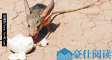 世界上耳朵最长的鼠 长耳跳鼠耳长接近一半身长