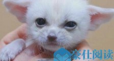 世界上最小的狐狸 耳廓狐体长30厘米 如小猫一般大小