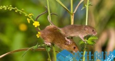 世界上最小的老鼠 巢鼠体长半分米 体重仅8克
