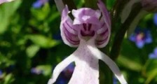 世界上最奇特的意大利红门兰，花朵酷似戴着草帽的裸男