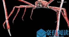 世界上最大的螃蟹 日本巨型变异蟹体长4.2米重40斤