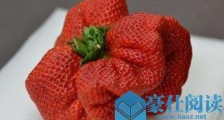 世界上最大的草莓 日本农民种出半斤大草莓打破世界纪录