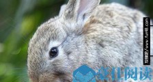 世界上最小的兔子 荷兰侏儒兔体重2斤 可以轻松托于掌上