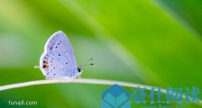 世界上最小的蝴蝶 小灰蝶翅展仅13毫米
