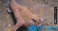 世界上唯一长着手的鱼 长手鱼在海底用双手行走