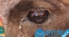 世界上睫毛最长的动物 骆驼的睫毛长且浓密 有内外两层