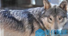 世界上最大的狼 基奈半岛狼肩高达1米 因人类捕杀而灭绝