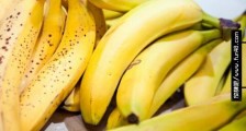 世界上最大的香蕉 巴布亚新几内亚香蕉平均重4斤、长30厘米