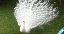 世界上最美的孔雀 白孔雀开屏太美了(羽毛洁白没有一丝杂色)