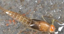 世界上最原始的昆虫　原尾虫有其他昆虫没有的增节变态