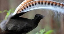 世界上最神奇的鸟 琴鸟能模仿一切声音(还会学人叫)