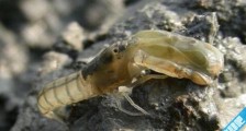 世界上最凶猛的虾 手枪虾的绝招冲击波能够轻易击晕猎物