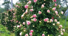 花木之乡复工:花友报复性购物,一年订单指望这几天,商家爆仓了