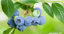 农业创业少有捷径，一颗蓝莓的上市之路！