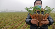 阿里巴巴院士爱心助农计划进贫困县，两天助销500吨萧县胡萝卜