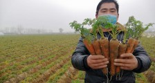 阿里巴巴院士爱心助农计划进贫困县,两天助销500吨萧县胡萝卜