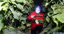 来自蔬菜生产大省山东的一线调查报告：蔬菜产地供应充足 菜价在合理区间