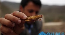 千亿蝗灾蔓延非亚将影响中国?东非蝗灾原因最新消息