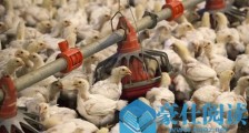 外媒:中国取消对美国家禽产品进口禁令 禽流感之后贸易规模很小