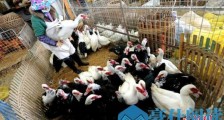 农业农村部消息：屠宰交易场点发生疑似禽流感疫情应立即停止经营