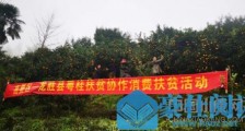 广东高要伸援手，认购广西龙胜10多万斤柑橘