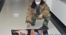 吉林敦化俩男子欲食野味用家狗围猎野猪被抓获